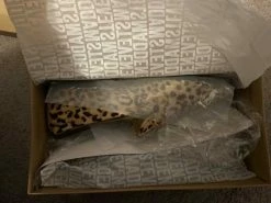 Recurate CARRINE-L LEOPARD - SM REBOOTED